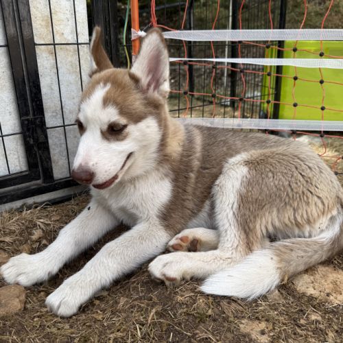 Chiots husky a vendre #10