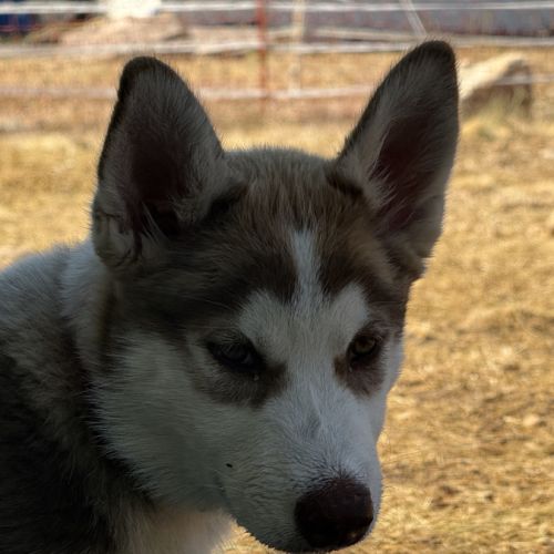Chiots husky a vendre #2