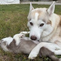 Chiots husky a vendre