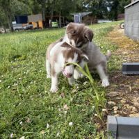 Chiots husky a vendre #3
