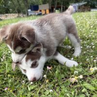 Chiots husky a vendre #4