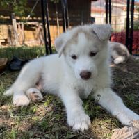 Chiots husky a vendre #6