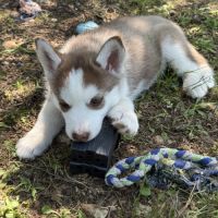 Chiots husky a vendre #8