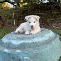 Chiots husky a vendre #9