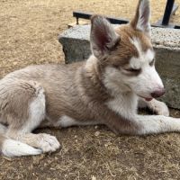 Chiots husky a vendre #1