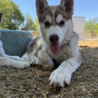 Chiots husky a vendre #3