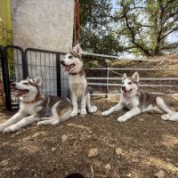 Chiots husky a vendre #4