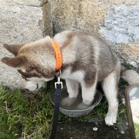 Chiots husky a vendre