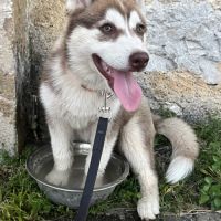 Chiots husky a vendre #6