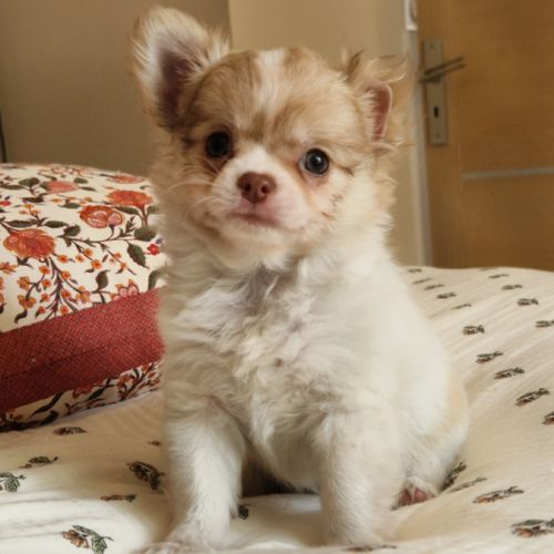 Magnifique bébé mâle chihuahua dépt 86 #0