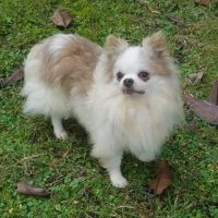 Magnifique bébé mâle chihuahua dépt 86 #1