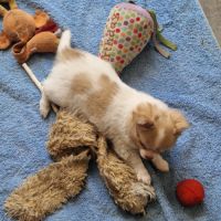 Magnifique bébé mâle chihuahua dépt 86 #3
