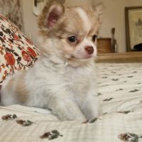 Magnifique bébé mâle chihuahua dépt 86 #5