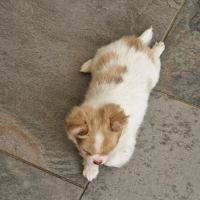 Magnifique bébé mâle chihuahua dépt 86 #6