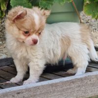 Magnifique bébé mâle chihuahua dépt 86 #7