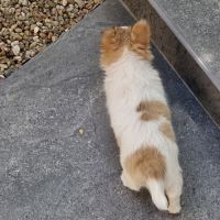 Magnifique bébé mâle chihuahua dépt 86 #8