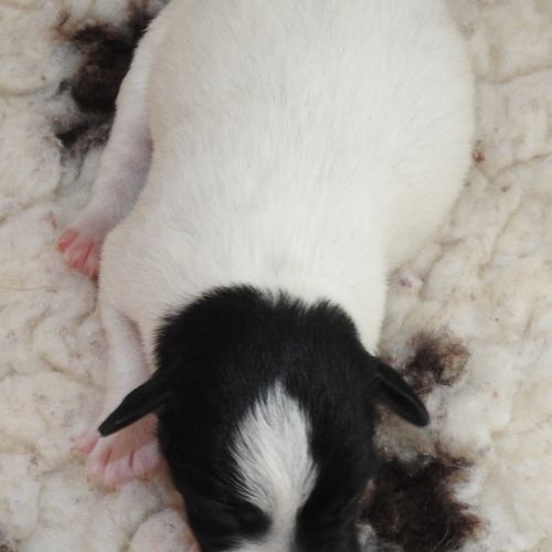 Fox terrier p lisses chiots lof -élevage familial- #3
