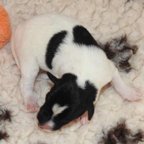 Fox terrier p lisses chiots lof -élevage familial- #4