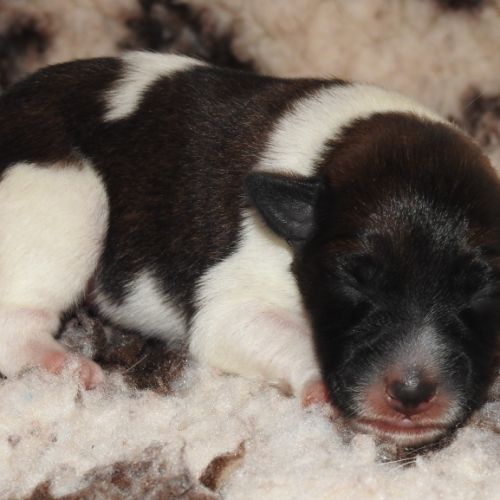 Fox terrier p lisses chiots lof -élevage familial- #5