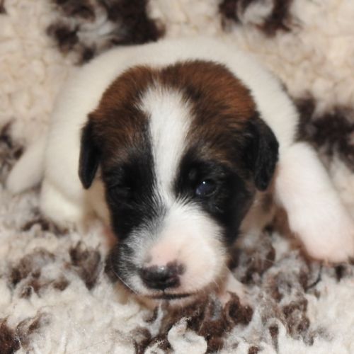 Fox terrier p lisses chiots lof -élevage familial-