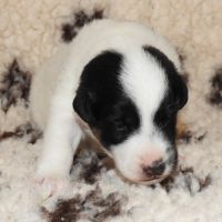 Fox terrier p lisses chiots lof -élevage familial- #1