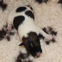 Fox terrier p lisses chiots lof -élevage familial-