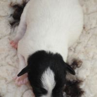 Fox terrier p lisses chiots lof -élevage familial- #3