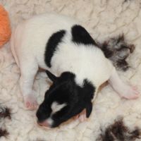 Fox terrier p lisses chiots lof -élevage familial- #4
