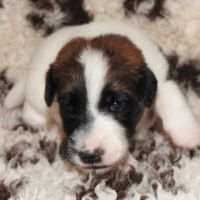 Fox terrier p lisses chiots lof -élevage familial-