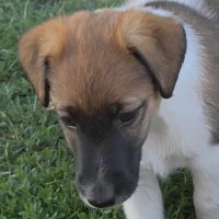 Fox terrier p lisses chiots lof -élevage familial-