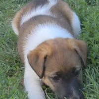 Fox terrier p lisses chiots lof -élevage familial- #2