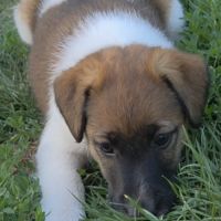 Fox terrier p lisses chiots lof -élevage familial- #3
