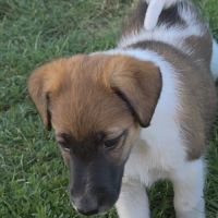 Fox terrier p lisses chiots lof -élevage familial- #4