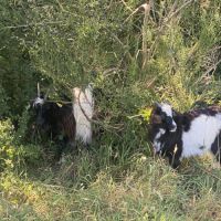 Lot chevrette de l’année