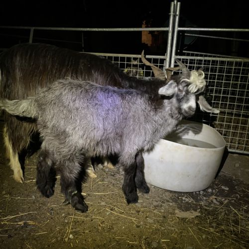 Cabris viande #0