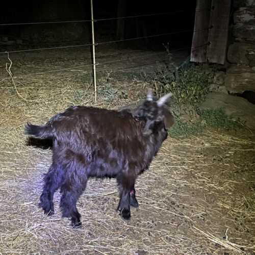 Cabris viande #2