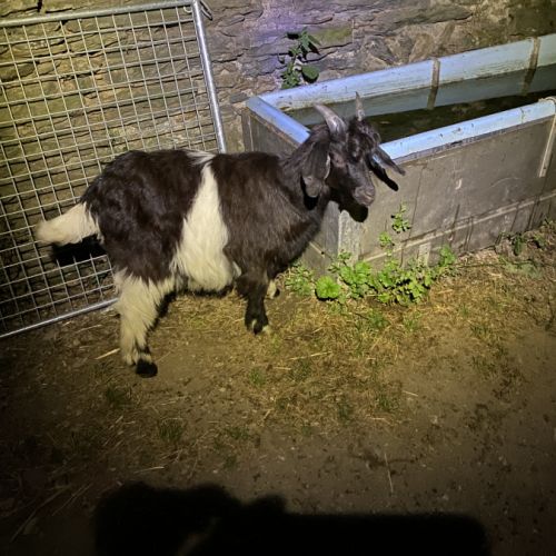 Cabris viande #3