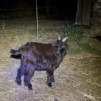 Cabris viande #2