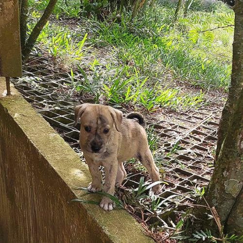 Bijou, un bébé en or #5