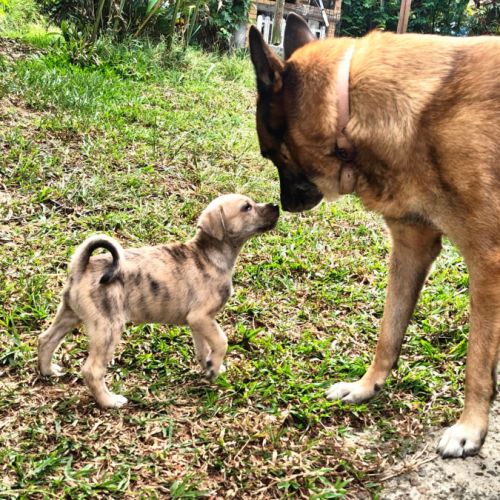 Bijou, un bébé en or #6