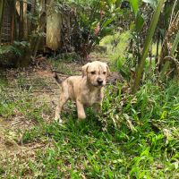 Bijou, un bébé en or #7