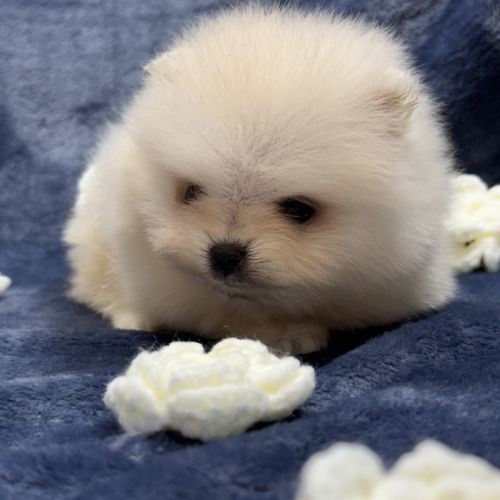 Bonux, mâle type spitz extra nain poméranien #1