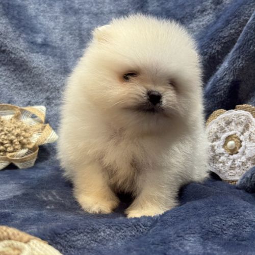 Bonux, mâle type spitz extra nain poméranien #2