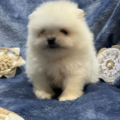Bonux, mâle type spitz extra nain poméranien #0