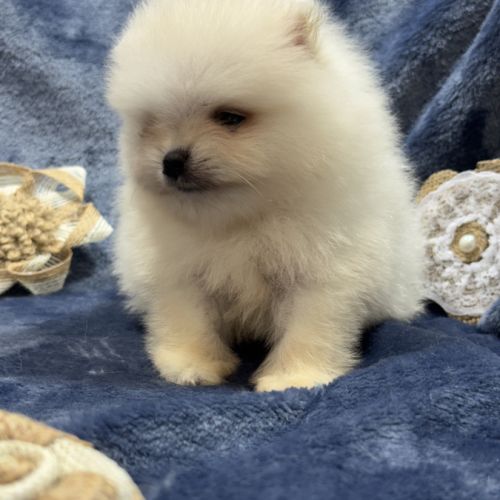 Bonux, mâle type spitz extra nain poméranien #4