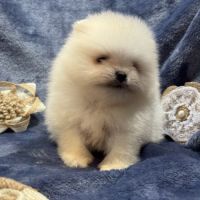 Bonux, mâle type spitz extra nain poméranien #2