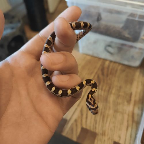Serpent des blés #1