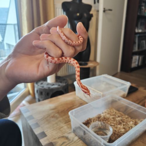 Serpent des blés