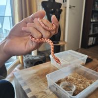 Serpent des blés #0