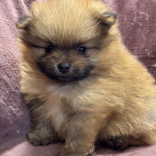 Buck, mâle spitz nain poméranien,lof #0